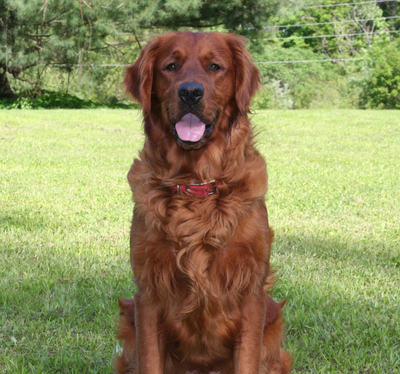 English red golden hot sale retriever